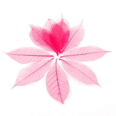 20 feuilles squalette fuchsia