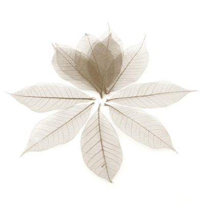20 feuilles squalette gris